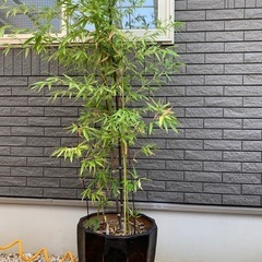 鉢付き黒竹3セットの画像
