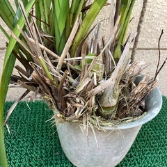 植木③の画像