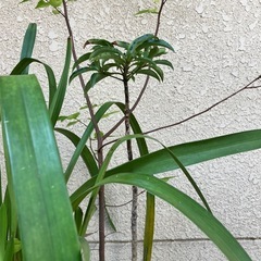 植木③の画像