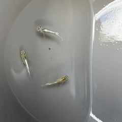 メダカ(グランブルー)幼魚3匹の画像