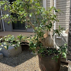 金木犀鉢植えの画像