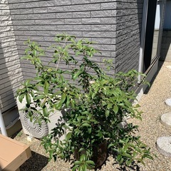 金木犀鉢植えの画像