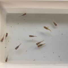 ダルマめだか🐟稚魚　10匹の画像