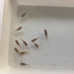 ダルマめだか🐟稚魚　10匹の画像