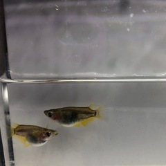 ダルマめだか🐟稚魚　10匹の画像