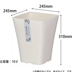 観葉植物　ポトス　グローバルグリーン、ステータス　　　　　の画像