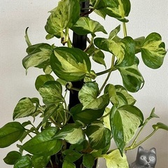 観葉植物　ポトス　グローバルグリーン、ステータス　　　　　の画像