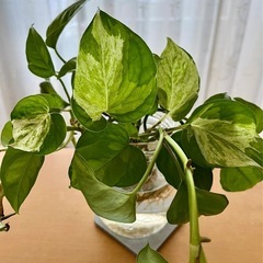観葉植物　ポトス　グローバルグリーン、ステータス　　　　　の画像