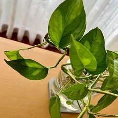 観葉植物　ポトス　グローバルグリーン、ステータス　　　　　の画像