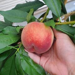 桃の苗　もも　大玉あかつきの画像