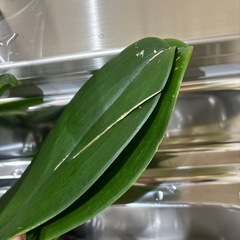 胡蝶蘭の画像