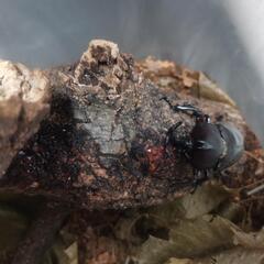 カブトの画像