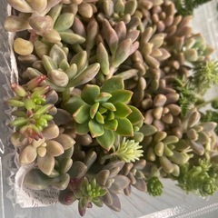 多肉植物　姫秀麗たくさんの画像
