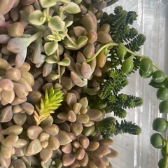多肉植物　姫秀麗たくさんの画像