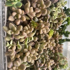 多肉植物　姫秀麗たくさんの画像