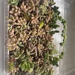 多肉植物　姫秀麗たくさんの画像