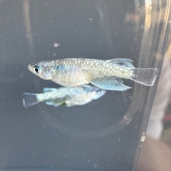 カガミ鱗メダカ　3ペアの画像