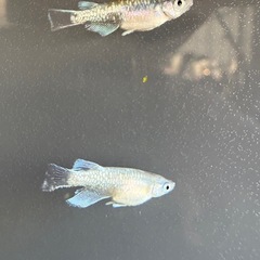 カガミ鱗メダカ　3ペアの画像