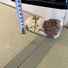 カマキリの画像