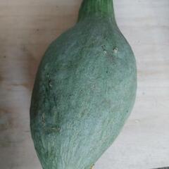 南瓜の画像