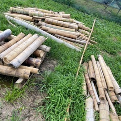 伐採竹
差し上げますの画像