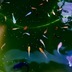 ランキングキーワードに紐づく投稿画像-メダカ