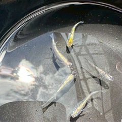 メダカ　花魁の画像