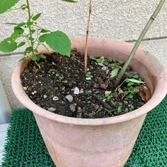 植木⑤の画像