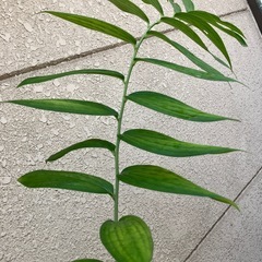 植木⑤の画像
