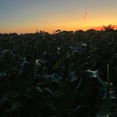 7/29.30収穫予定　B品トウモロコシ🌽　の画像