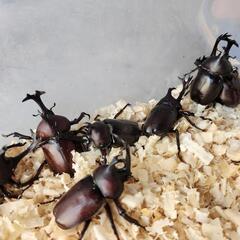 カブトムシペアの画像