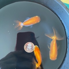 らんちゅう　3匹セット　金魚の画像