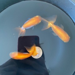 らんちゅう　3匹セット　金魚の画像