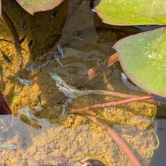 【産卵中】夜桜ゴールド　稚魚〜若魚10匹セット　メダカの画像