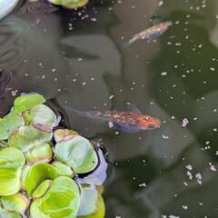 【産卵中】夜桜ゴールド　稚魚〜若魚10匹セット　メダカの画像