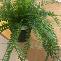 IKEA FEJKA イケア フェイカ シダ の画像