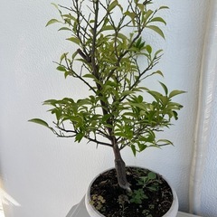 柑橘系 鉢植え6つの画像