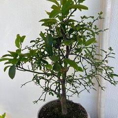 柑橘系 鉢植え6つの画像