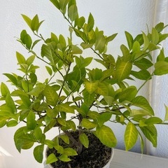 柑橘系 鉢植え6つの画像