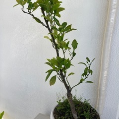 柑橘系 鉢植え6つの画像