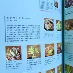本・多肉植物の寄せ植えの画像