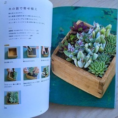 本・多肉植物の寄せ植えの画像