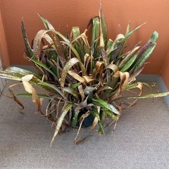 観葉植物　ヨウラクツツアナナスの画像