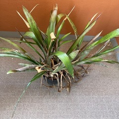 観葉植物　ヨウラクツツアナナスの画像