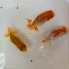 らんちゅう　3匹　　1000円の画像