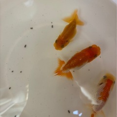 らんちゅう　3匹　　1000円の画像