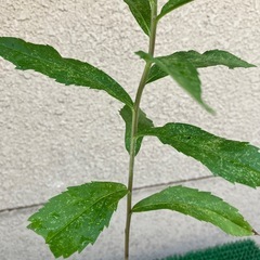 植木⑦の画像