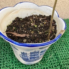 植木⑦の画像