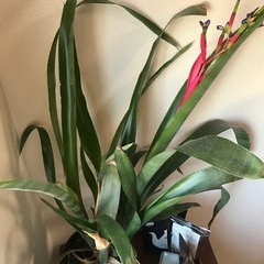 観葉植物　ヨウラクツツアナナスの画像
