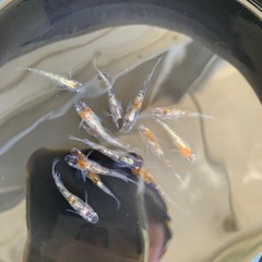 メダカ　1ペア　【3色体外光】の画像